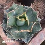 Agave Titanota Gentry White