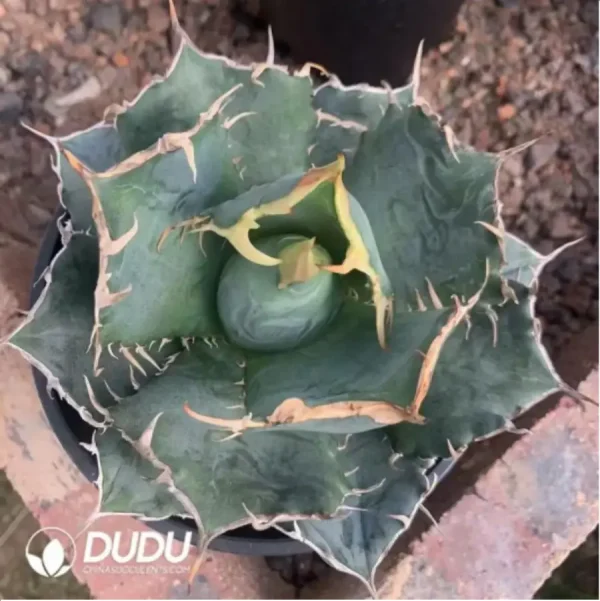 1756118934-1-1562.webp Agave Titanota Gentry White - Image 1
