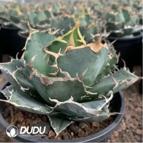 1756118935-2-966.webp Agave Titanota Gentry White - Image 2