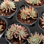 Dudleya Gnoma Double Heads