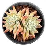 Dudleya Gnoma Double Heads - Image 2