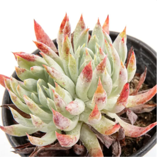 Dudleya Gnoma Double Heads - Image 3