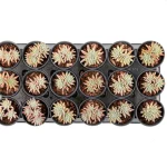 Dudleya Gnoma Double Heads - Image 4