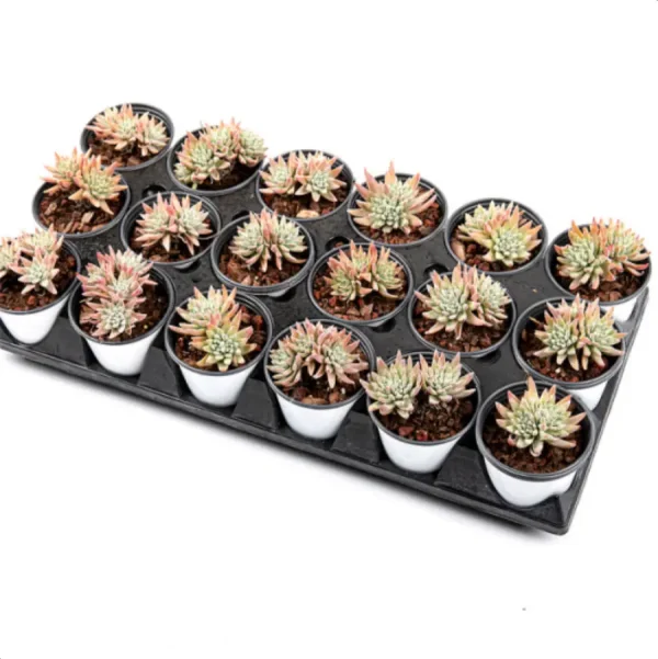 Dudleya Gnoma Double Heads - Image 5