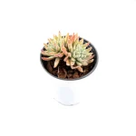 Dudleya Gnoma Double Heads - Image 6