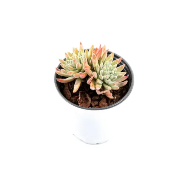 Dudleya Gnoma Double Heads - Image 6
