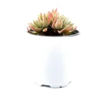 Dudleya Gnoma Double Heads - Image 7