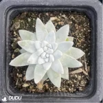 Dudleya Gnoma
