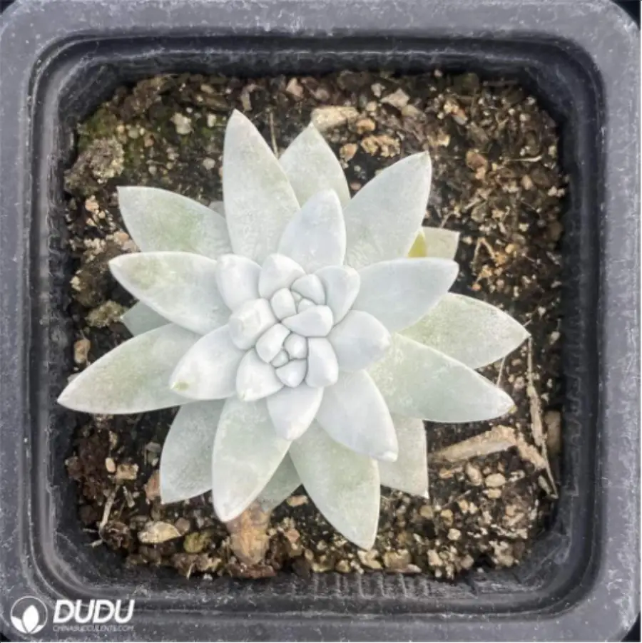 1756118951-1-2868.webp Dudleya Gnoma - Image 1
