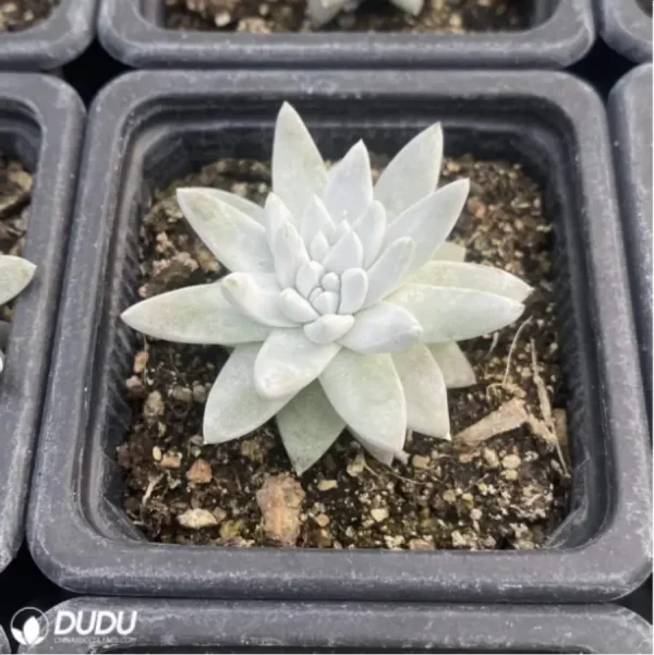 Dudleya Gnoma - Image 2