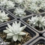 Dudleya Gnoma - Image 3