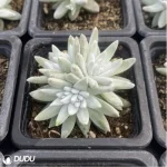 Dudleya Gnoma Clustering