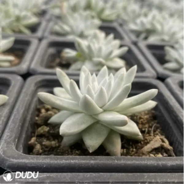 Dudleya Gnoma - Image 4