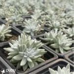 Dudleya Gnoma Clustering - Image 2