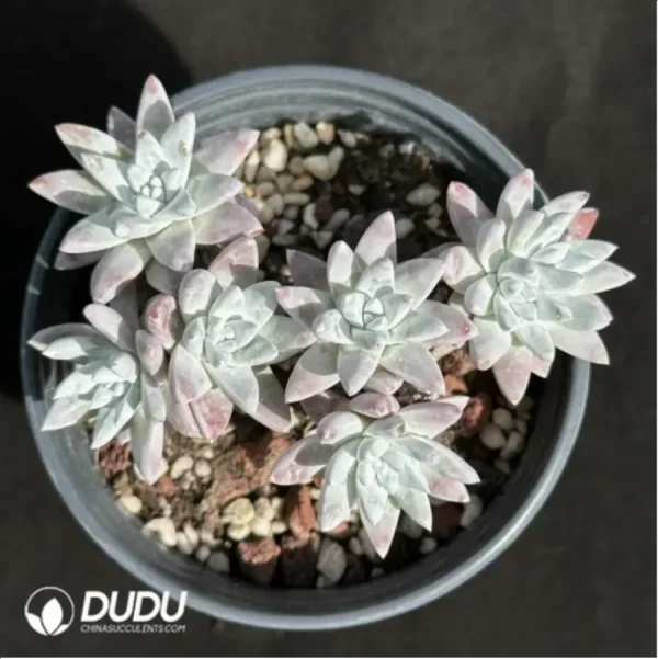 1756118960-1-2346.webp Dudleya Gnoma Clustering - Image 1