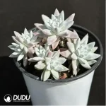 Dudleya Gnoma Clustering - Image 2