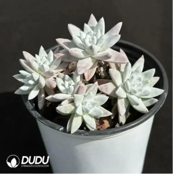 Dudleya Gnoma Clustering - Image 2