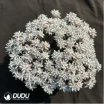 Dudleya Gnoma Clustering