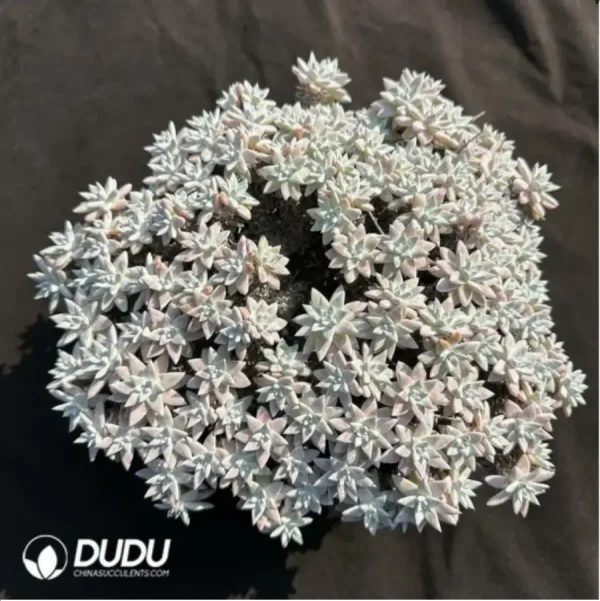 1756118962-1-1977.webp Dudleya Gnoma Clustering - Image 1