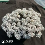 Dudleya Gnoma Clustering - Image 2