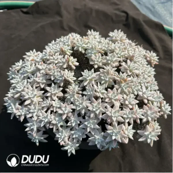 Dudleya Gnoma Clustering - Image 2