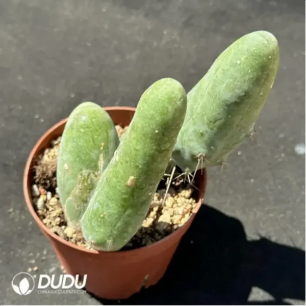 1756118964-1-2063.webp (Rooted Cutting)Cactus-Echinopsis lageniformis/Penis Cactus - Image 1