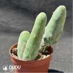 (Rooted Cutting)Cactus-Echinopsis lageniformis/Penis Cactus - Image 2