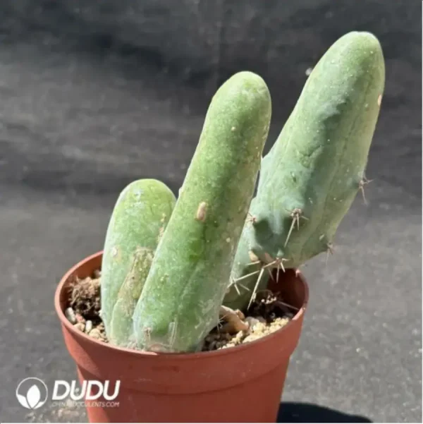 (Rooted Cutting)Cactus-Echinopsis lageniformis/Penis Cactus - Image 2
