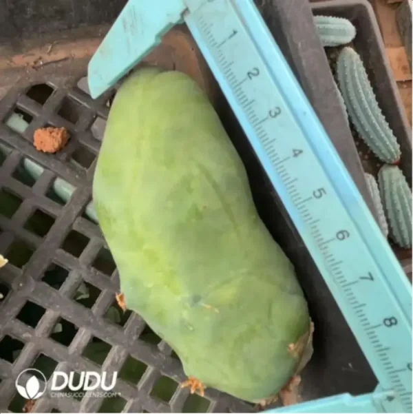 1756118966-1-2222.webp Cactus-Echinopsis lageniformis/Penis Cactus - Image 1