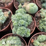 Cactus-Echinopsis lageniformis/Penis Cactus