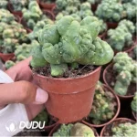 Cactus-Echinopsis lageniformis/Penis Cactus - Image 2