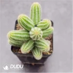 (Rooted Cutting)Cactus-Chamaecereus Silvestrii Clustering - Image 2