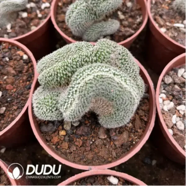 Cactus-Chamaecereus Silvestrii - Image 1