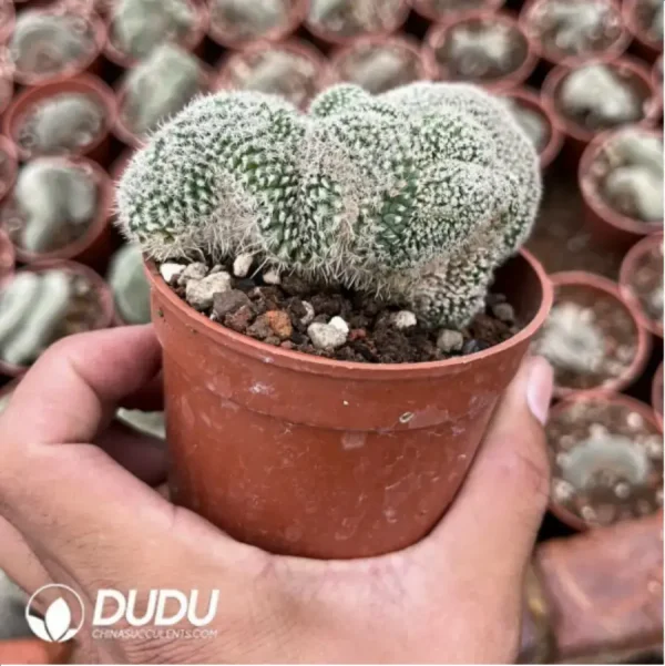 Cactus-Chamaecereus Silvestrii - Image 2