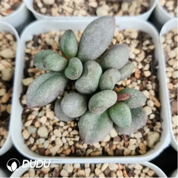 1756118975-1-1479.webp Adromischus White Sugar Bean - Image 1