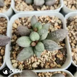 Adromischus White Sugar Bean - Image 2