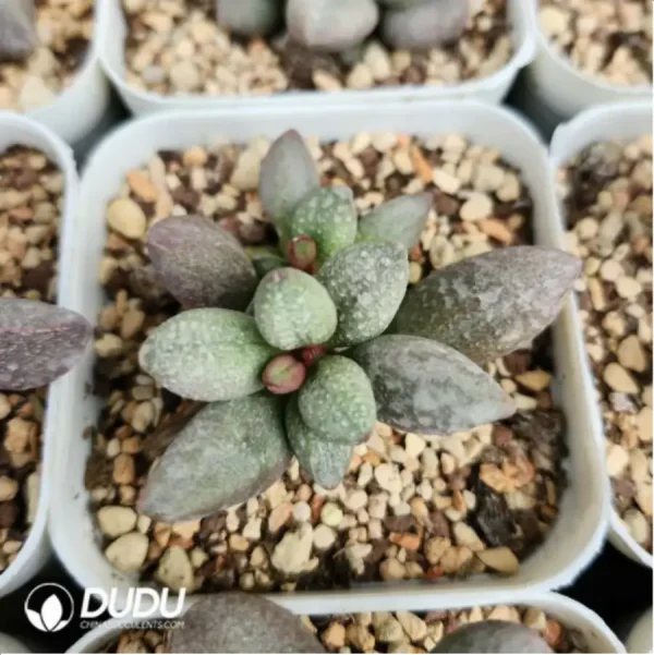 Adromischus White Sugar Bean - Image 2