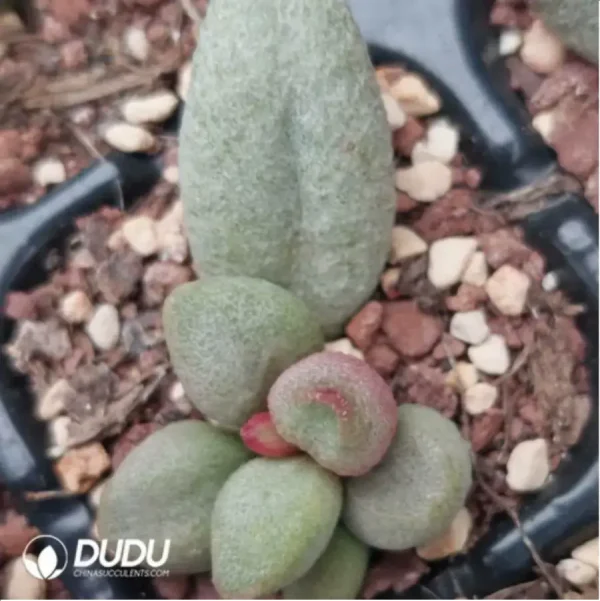 Adromischus White Sugar Bean - Image 2