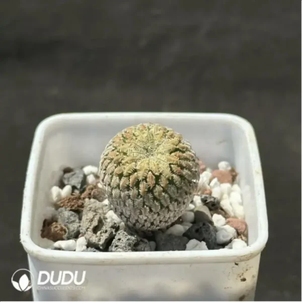 1756118984-2-1372.webp Cactus-Mammillaria pectinifera - Image 2