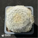 (Seed Grown)Cactus-Mammillaria plumosa