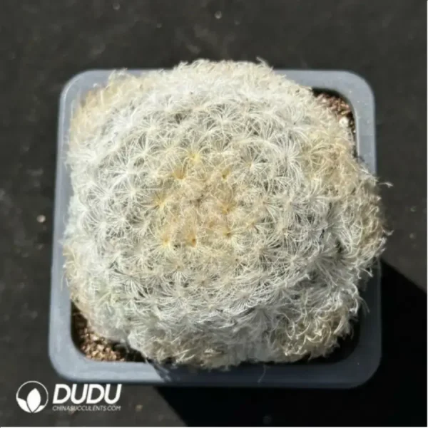 (Seed Grown)Cactus-Mammillaria plumosa - Image 1