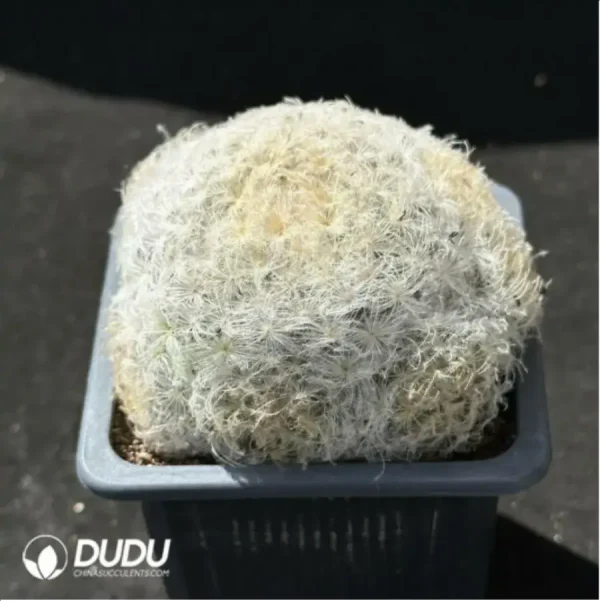 (Seed Grown)Cactus-Mammillaria plumosa - Image 2
