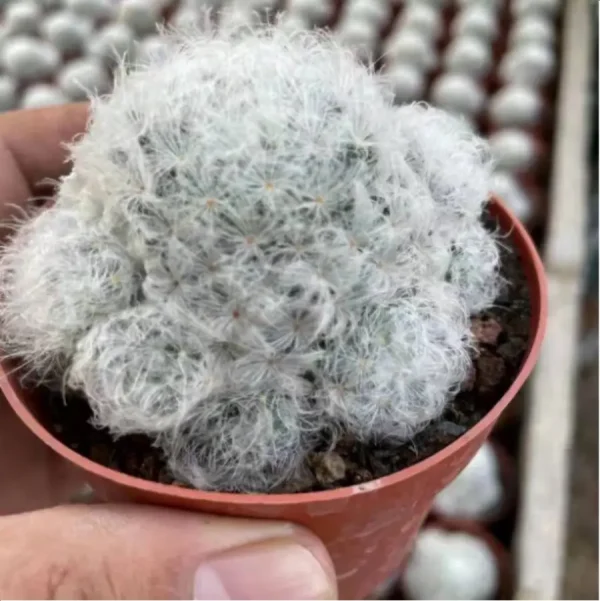 Cactus-Mammillaria plumosa Clustering - Image 1