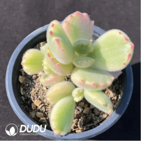 Cotyledon Tomentosa - Image 1