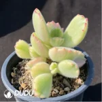 Cotyledon Tomentosa - Image 2