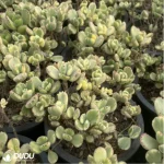 Cotyledon Tomentosa Clustering(Scattered Clustering)
