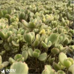 Cotyledon Tomentosa Clustering(Scattered Clustering) - Image 2