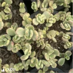 Cotyledon Tomentosa Clustering(Scattered Clustering) - Image 3