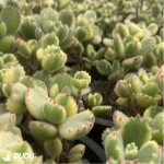 Cotyledon Tomentosa Clustering(Scattered Clustering) - Image 4