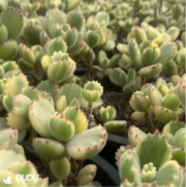 Cotyledon Tomentosa Clustering(Scattered Clustering) - Image 4